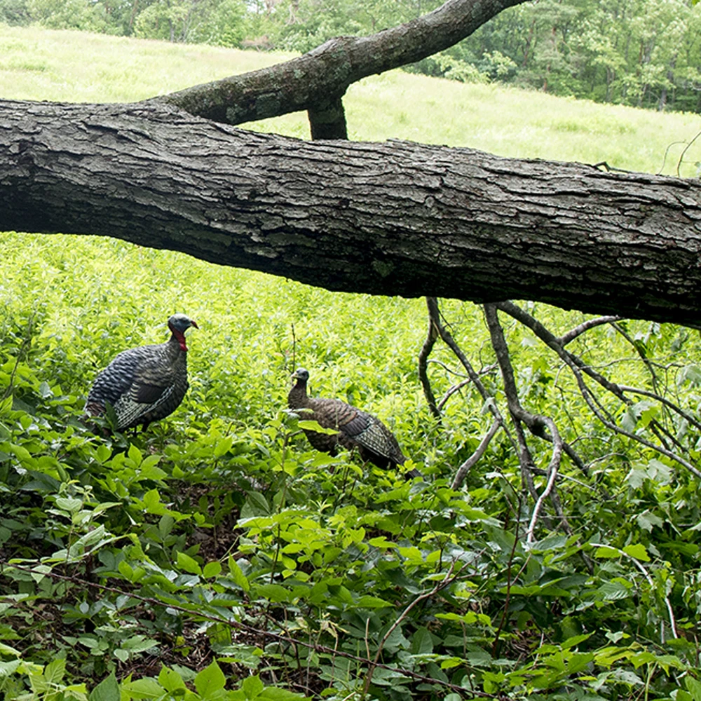 Avian-X Turkey Decoy LCD Lookout Hen AVX8006 5 Avian-X Turkey Decoy LCD Lookout Hen AVX8006 - Image 3