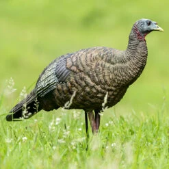 Avian-X Turkey Decoy LCD Breeder Hen AVX8008 -Hunting Equipment Store AvianX 08008 Avian X Turkey Decoy LCD Breeder Hen AVX8008 Pic