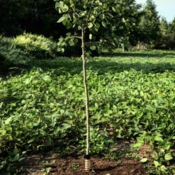 Hodag Licking Stick FlexPlate Base -Hunting Equipment Store Hodag Hodag Licking Stick with Tree 2